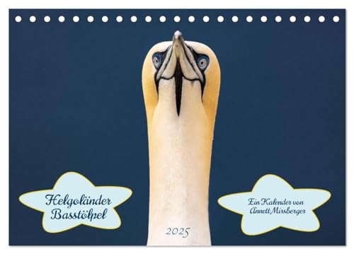 Helgoländer Basstölpel 2025 (Tischkalender 2025 DIN A5 quer), CALVENDO Monatskalender