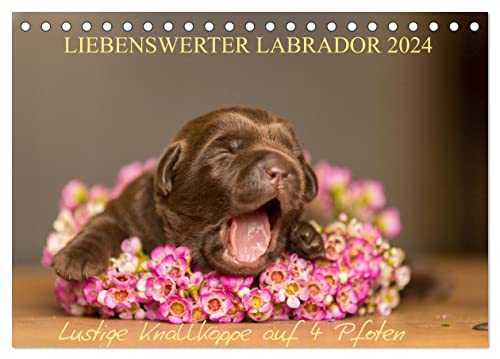 Liebenswerter Labrador 2024 (Tischkalender 2024 DIN A5 quer), CALVENDO Monatskalender von CALVENDO
