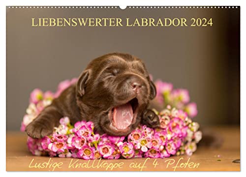 Liebenswerter Labrador 2024 (Wandkalender 2024 DIN A2 quer), CALVENDO Monatskalender