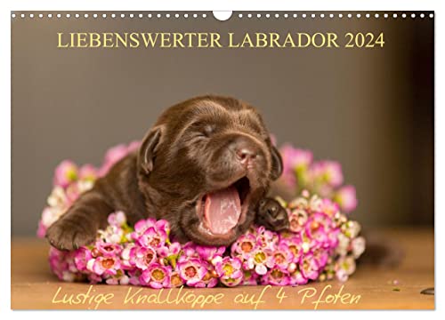 Liebenswerter Labrador 2024 (Wandkalender 2024 DIN A3 quer), CALVENDO Monatskalender