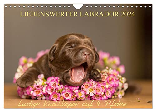 Liebenswerter Labrador 2024 (Wandkalender 2024 DIN A4 quer), CALVENDO Monatskalender