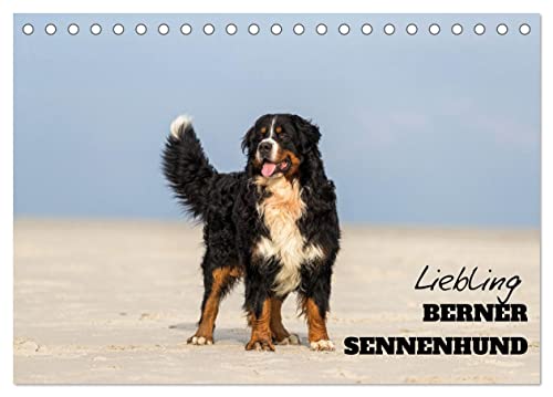 Liebling BERNER SENNENHUND (Tischkalender 2024 DIN A5 quer), CALVENDO Monatskalender von CALVENDO