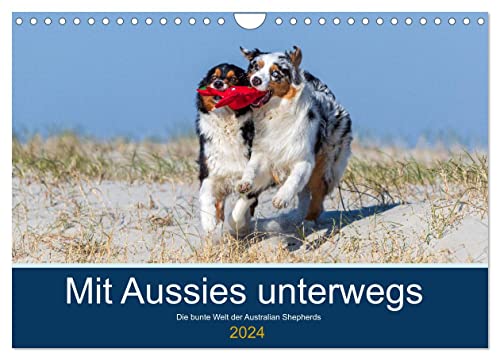 Mit Aussies unterwegs - Die bunte Welt der Australian Shepherds (Wandkalender 2024 DIN A4 quer), CALVENDO Monatskalender von CALVENDO