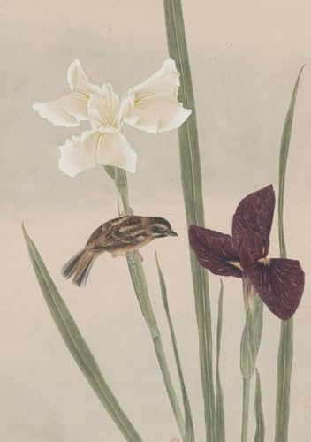 Carnet - Fleurs et oiseaux Carnet - Fleurs et oiseaux von RELIEFS