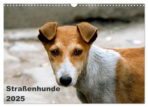 Straßenhunde (Wandkalender 2025 DIN A3 quer), CALVENDO Monatskalender von CALVENDO