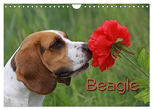 Beagle (Wandkalender 2024 DIN A4 quer), CALVENDO Monatskalender