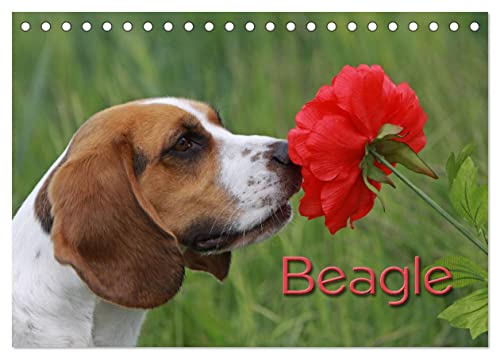 Beagle (Tischkalender 2024 DIN A5 quer), CALVENDO Monatskalender von CALVENDO