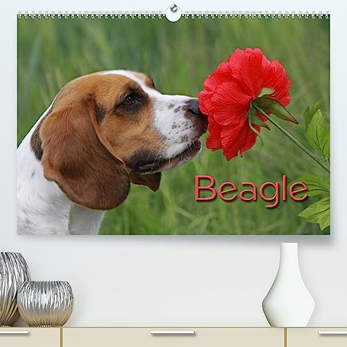 Beagle (hochwertiger Premium Wandkalender 2024 DIN A2 quer), Kunstdruck in Hochglanz