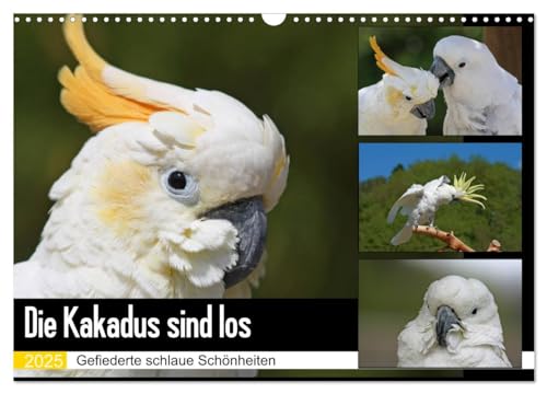 Die Kakadus sind los (Wandkalender 2025 DIN A3 quer), CALVENDO Monatskalender von CALVENDO