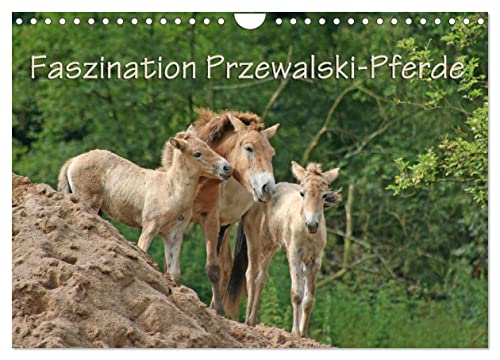 Faszination Przewalski-Pferde (Wandkalender 2025 DIN A4 quer), CALVENDO Monatskalender von CALVENDO
