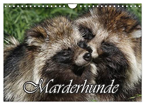 Marderhunde (Wandkalender 2025 DIN A4 quer), CALVENDO Monatskalender von CALVENDO