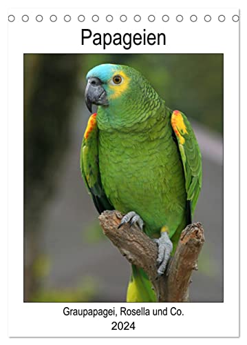 Papageien - Graupapagei, Rosella und Co. (Tischkalender 2024 DIN A5 hoch), CALVENDO Monatskalender von CALVENDO