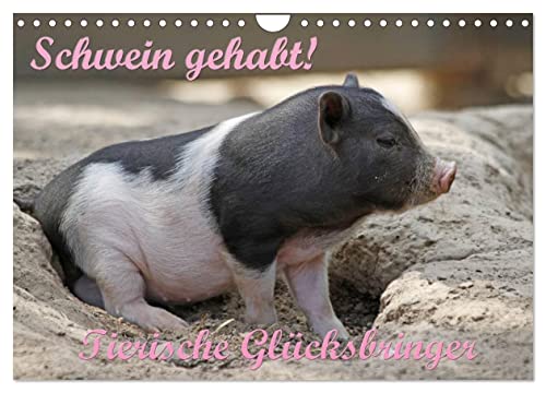 Schwein gehabt! (Wandkalender 2024 DIN A4 quer), CALVENDO Monatskalender von CALVENDO