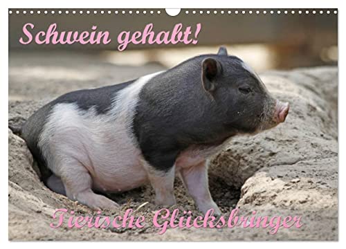 Schwein gehabt! (Wandkalender 2025 DIN A3 quer), CALVENDO Monatskalender von CALVENDO