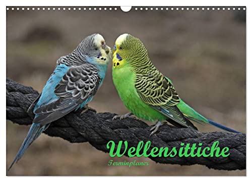 Terminplaner Wellensittiche (Wandkalender 2025 DIN A3 quer), CALVENDO Monatskalender von CALVENDO