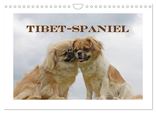 Tibet-Spaniel (Wandkalender 2024 DIN A4 quer), CALVENDO Monatskalender von CALVENDO