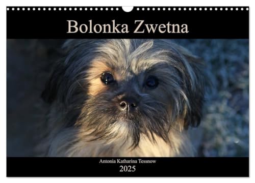 Bolonka Zwetna 2025 (Wandkalender 2025 DIN A3 quer), CALVENDO Monatskalender: Anschaulich, liebevoll und kreativ wurde hier der beliebte Zarenhund in Szene gesetzt von CALVENDO