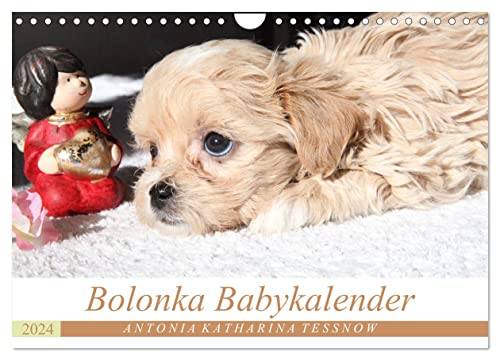 Bolonka Babykalender 2024 (Wandkalender 2024 DIN A4 quer), CALVENDO Monatskalender von CALVENDO
