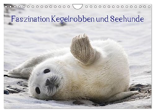 Faszination Kegelrobben und Seehunde 2025 (Wandkalender 2025 DIN A4 quer), CALVENDO Monatskalender von CALVENDO
