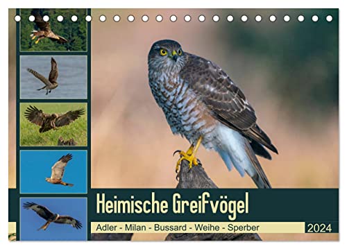 Heimische GREIFVÖGEL Adler Milan Bussard Weihe Sperber (Tischkalender 2024 DIN A5 quer), CALVENDO Monatskalender von CALVENDO