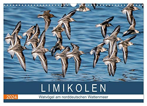 Limikolen - Watvögel am norddeutschen Wattenmeer (Wandkalender 2024 DIN A3 quer), CALVENDO Monatskalender von CALVENDO