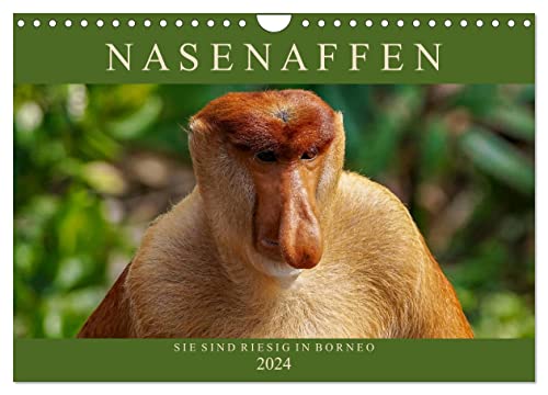 Nasenaffen von Borneo (Wandkalender 2024 DIN A4 quer), CALVENDO Monatskalender
