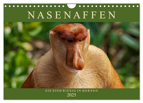 Nasenaffen von Borneo (Wandkalender 2025 DIN A4 quer), CALVENDO Monatskalender
