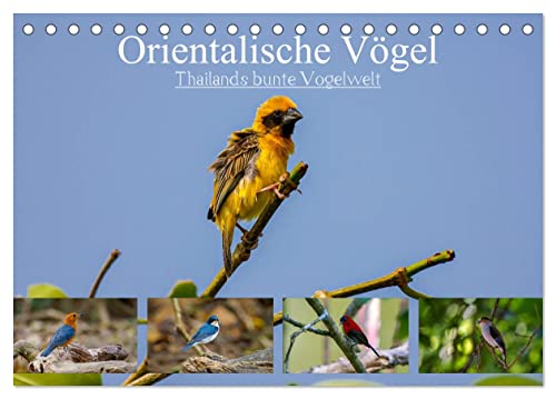 Orientalische Vögel - Thailands bunte Vogelwelt (Tischkalender 2024 DIN A5 quer), CALVENDO Monatskalender von CALVENDO