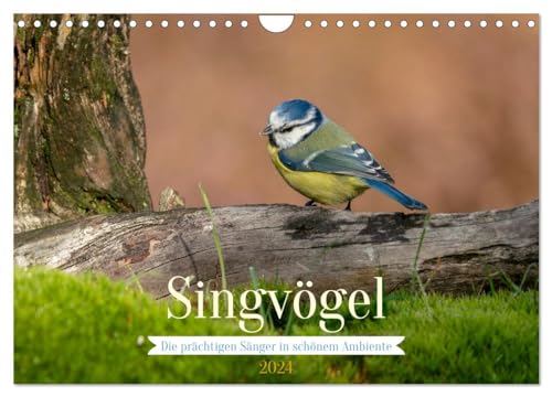 SINGVÖGEL - Die prächtigen Sänger in schönem Ambiente (Wandkalender 2024 DIN A4 quer), CALVENDO Monatskalender