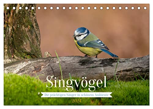 SINGVÖGEL - Die prächtigen Sänger in schönem Ambiente. (Tischkalender 2024 DIN A5 quer), CALVENDO Monatskalender von CALVENDO
