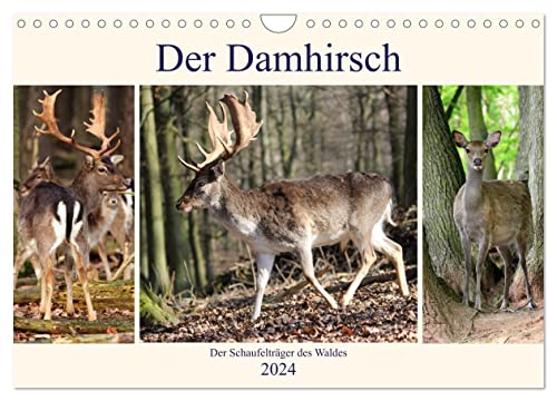 Der Damhirsch - Der Schaufelträger des Waldes (Wandkalender 2024 DIN A4 quer), CALVENDO Monatskalender
