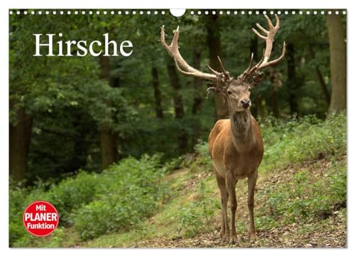Hirsche (Wandkalender 2024 DIN A3 quer), CALVENDO Monatskalender: Die Könige des Waldes in ihrer natürlichen Umgebung