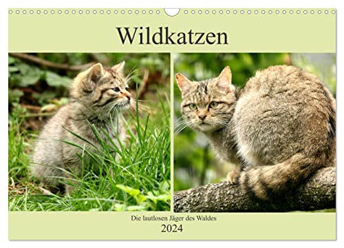 Wildkatzen - Die lautlosen Jäger des Waldes (Wandkalender 2024 DIN A3 quer), CALVENDO Monatskalender