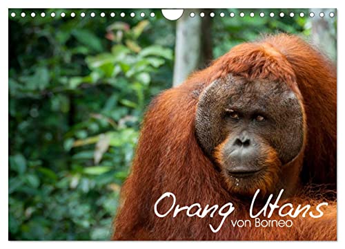 Orang Utans von Borneo Tierkalender 2024 (Wandkalender 2024 DIN A4 quer), CALVENDO Monatskalender von CALVENDO