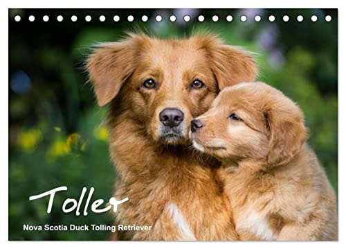 Toller - Nova Scotia Duck Tolling Retriever (Tischkalender 2025 DIN A5 quer), CALVENDO Monatskalender von CALVENDO
