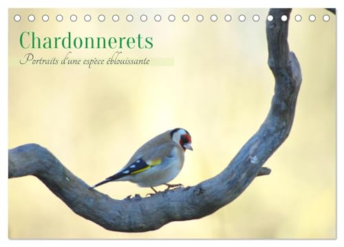 Chardonnerets - Portraits d'une espèce éblouissante (Calendrier de bureau 2026 DIN A5 vertical), CALVENDO calendrier mensuel: Célébrez la beauté des chardonnerets von Calvendo