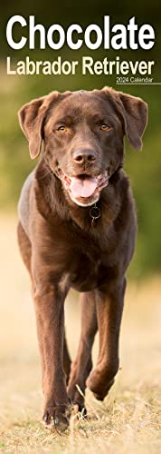 Chocolate Labrador Retriever - Schokoladenfarbene Labrador Retriever 2024: Original Avonside-Kalender - Slimline [Mehrsprachig] [Kalender] (Slimline-Kalender)