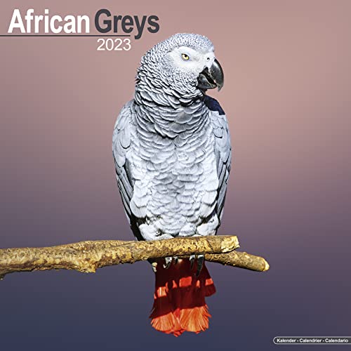 African Greys - Graupapageien 2023 - 16-Monatskalender: Original Avonside-Kalender [Mehrsprachig] [Kalender] (Wall-Kalender)
