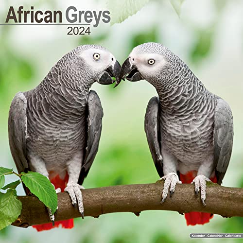 African Greys - Graupapageien 2024 - 16-Monatskalender: Original Avonside-Kalender [Mehrsprachig] [Kalender] (Wall-Kalender) von Avonside Publishing Ltd