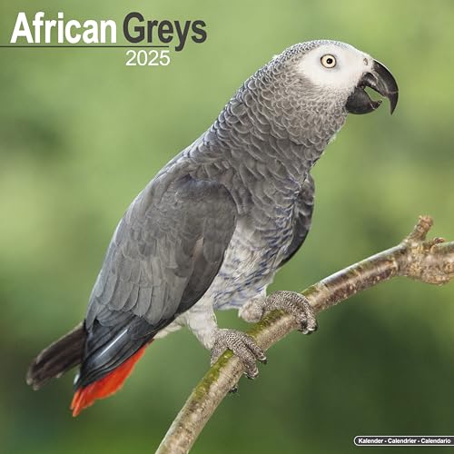 African Greys – Graupapageien 2025 – 16-Monatskalender: Original Avonside-Kalender [Mehrsprachig] [Kalender] (Wall-Kalender)