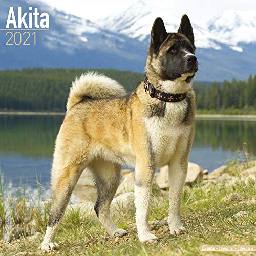 Akitas 2021 - 16-Monatskalender: Original Avonside-Kalender [Mehrsprachig] [Kalender] (Wall-Kalender)