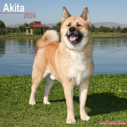 Akitas 2024 - 16-Monatskalender: Original Avonside-Kalender [Mehrsprachig] [Kalender] (Wall-Kalender) von Avonside Publishing Ltd