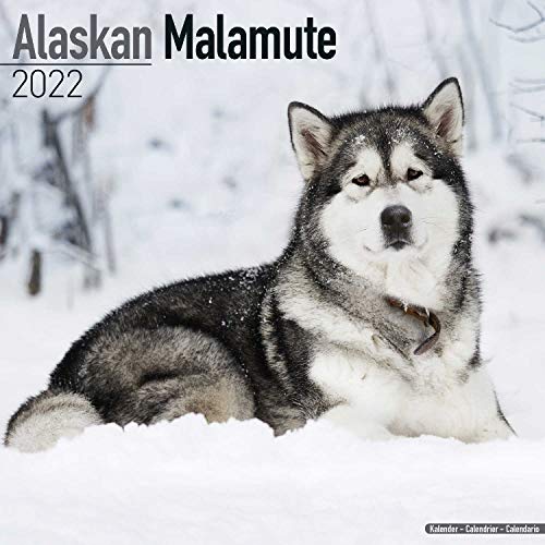 Alaskan Malamute 2022 - 16-Monatskalender: Original Avonside-Kalender [Mehrsprachig] [Kalender] (Wall-Kalender)
