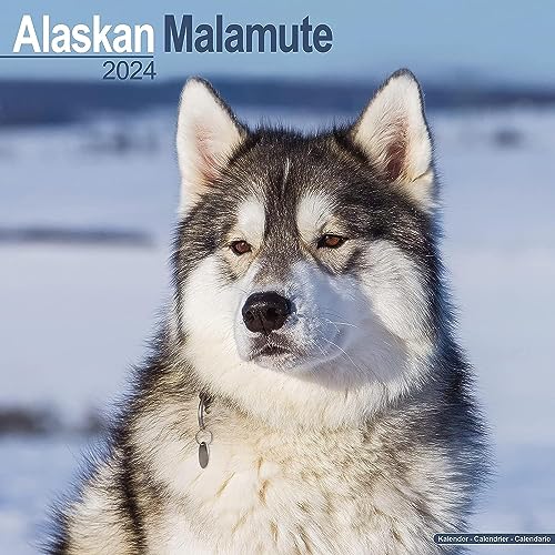 Alaskan Malamute 2024 - 16-Monatskalender: Original Avonside-Kalender [Mehrsprachig] [Kalender] (Wall-Kalender) von Avonside Publishing Ltd