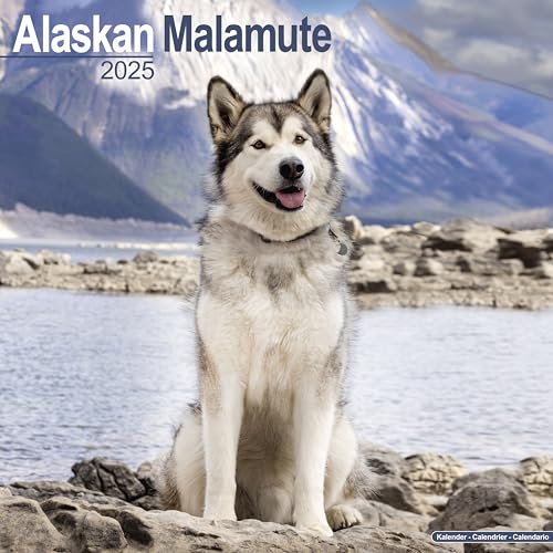 Alaskan Malamute 2025 - 16-Monatskalender: Original Avonside-Kalender [Mehrsprachig] [Kalender] (Wall-Kalender) von AVONSIDE