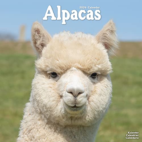 Alpacas – Alpakas 2024 – 16-Monatskalender: Original Avonside-Kalender [Mehrsprachig] [Kalender] (Wall-Kalender) von Avonside Publishing Ltd
