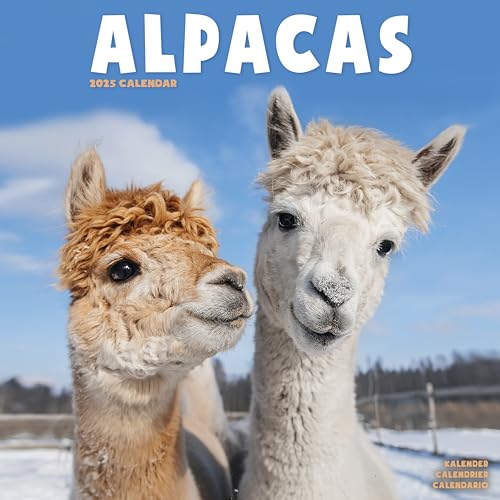 Alpacas – Alpakas 2025 – 16-Monatskalender: Original Avonside-Kalender [Mehrsprachig] [Kalender] (Wall-Kalender)