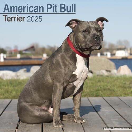 American Pit Bull Terrier 2025 - 16-Monatskalender: Original Avonside-Kalender [Mehrsprachig] [Kalender] (Wall-Kalender)