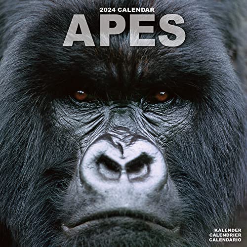 Apes - Affen 2024 – 16-Monatskalender: Original Avonside-Kalender [Mehrsprachig] [Kalender] (Wall-Kalender)