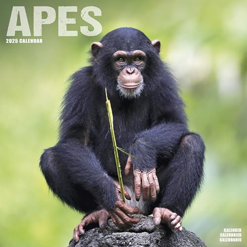Apes – Affen 2025 – 16-Monatskalender: Original Avonside-Kalender [Mehrsprachig] [Kalender] (Wall-Kalender)